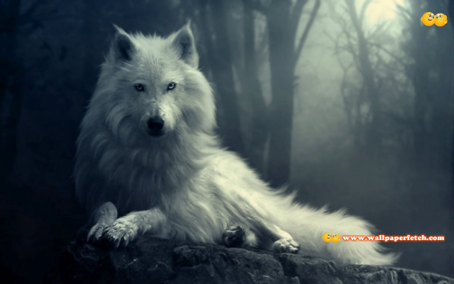 White wolf rock forest foggy free wallpaper - medium preview image