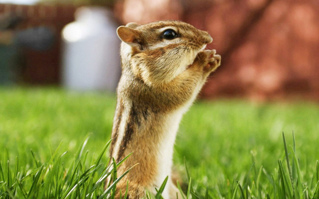 Chipper standing grass looking up #2 free wallpaper - medium preview image