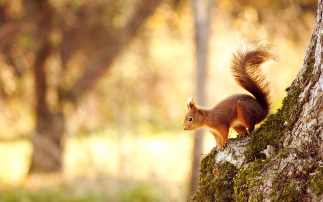 Squirrel standing tree trunk woods free wallpaper - medium preview image