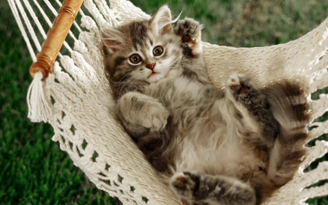 Kitten hammock grass looking camera free wallpaper - medium preview image