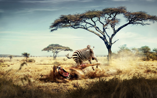 Zebra attacking lion wild trees free wallpaper - medium preview image