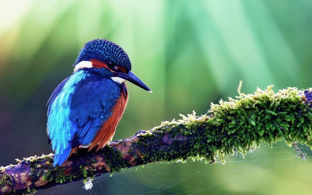 Colorful bird perched branch moss #3 free wallpaper - medium preview image
