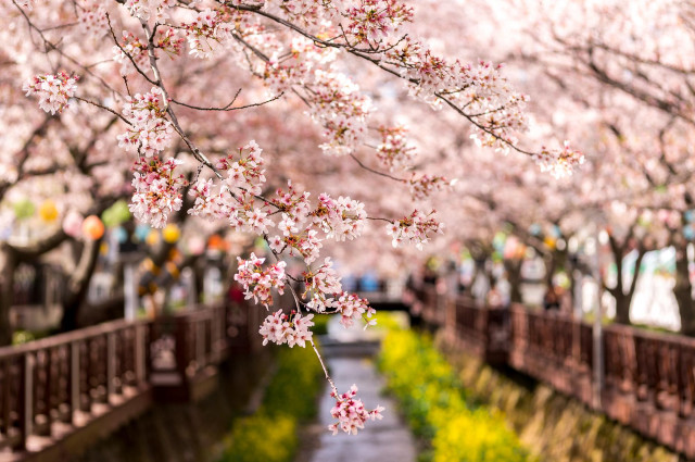 Tree pink flowers park walkway free wallpaper - medium preview image