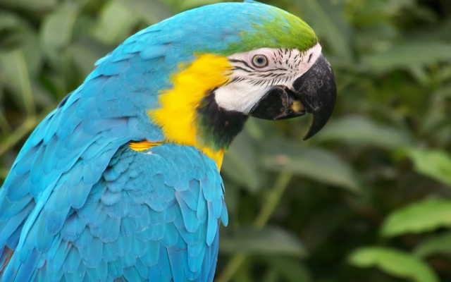 Blue parrot wings bokeh leaves free wallpaper - medium preview image