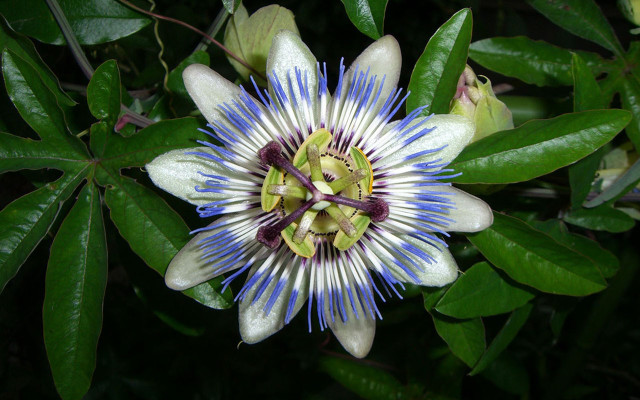 Blue white flower tree branch free wallpaper - medium preview image