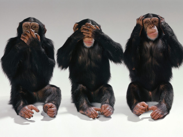 Three chimpanzees sitting ground hands #2 free wallpaper - medium preview image