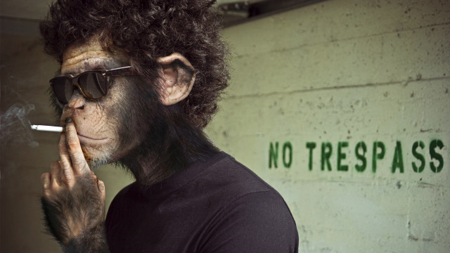 Monkey cigarette no trespass face free wallpaper - medium preview image