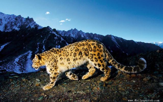 Snow leopard rocky mountain night free wallpaper - medium preview image