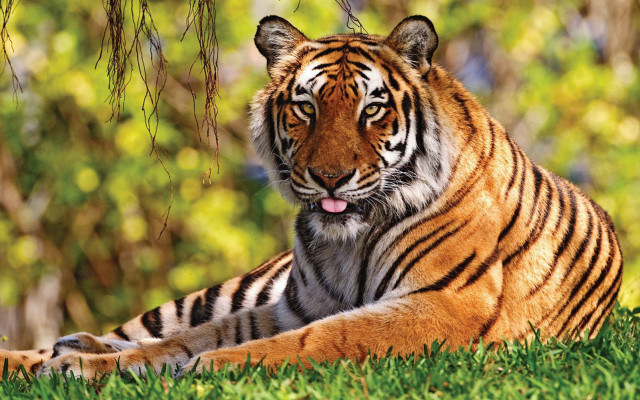 Tiger laying grass tongue out free wallpaper - medium preview image