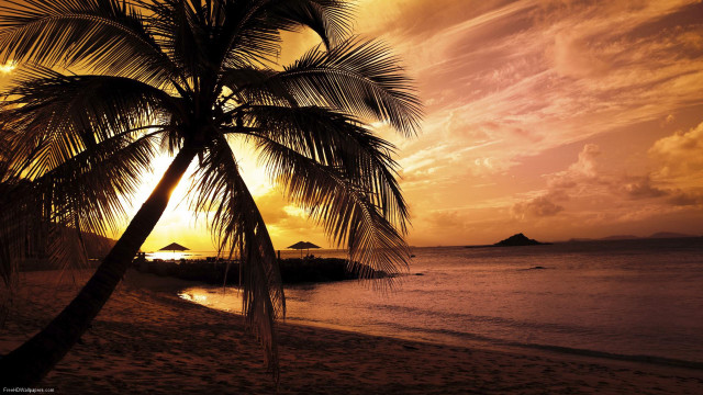 Palm tree beach sunset island #4 free wallpaper - medium preview image