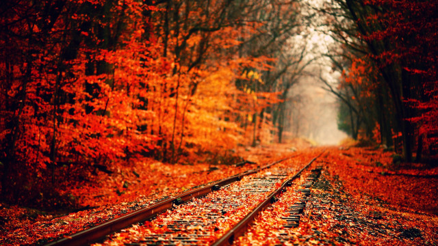 Train track forest leaves orange #2 free wallpaper - medium preview image