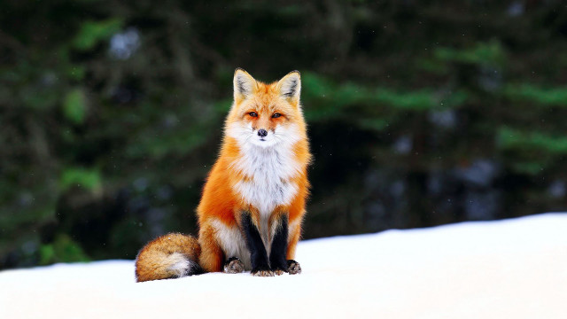 Red fox snowy forest bokeh free wallpaper - medium preview image