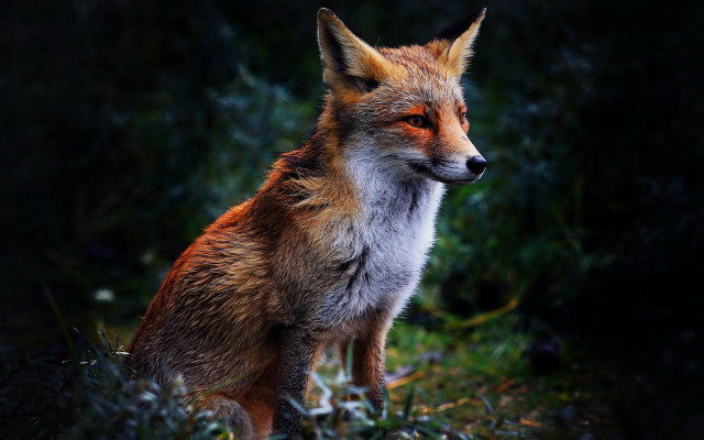 Red fox sitting grass looking #2 free wallpaper - medium preview image
