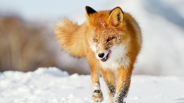 Red fox running through the #3 free wallpaper - medium preview image