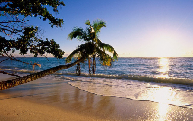 Palm tree beach sun person #3 free wallpaper - medium preview image