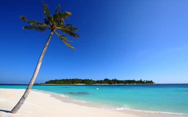 Palm tree beach blue sky #14 free wallpaper - medium preview image