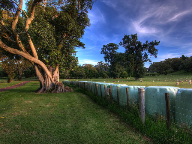 Fenced area tree sheep grass free wallpaper - medium preview image