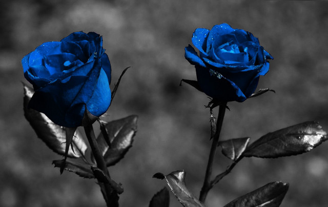 Blue roses water droplets gothic free wallpaper - medium preview image