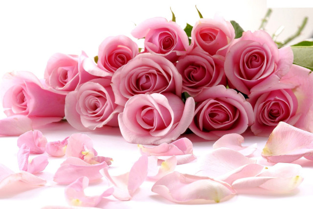 Pink roses scattered petals white free wallpaper - medium preview image