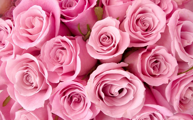 Pink roses bouquet wilting romantic #2 free wallpaper - medium preview image
