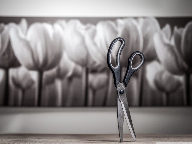 Scissors table wall tulips photorealistic free wallpaper - medium preview image