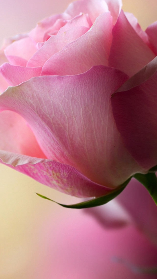 Pink rose vase water droplets free wallpaper - medium preview image