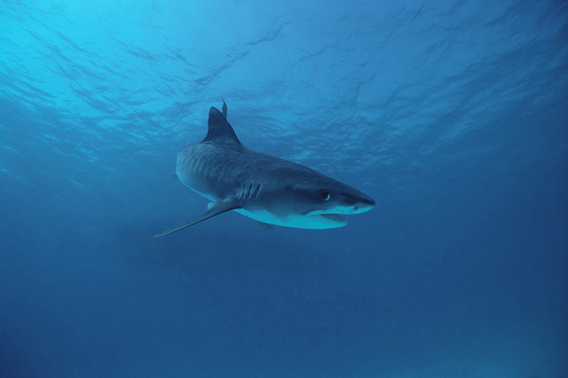 Large shark swimming ocean cameras free wallpaper - medium preview image