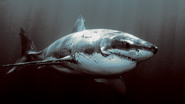 Great white shark black background free wallpaper - medium preview image