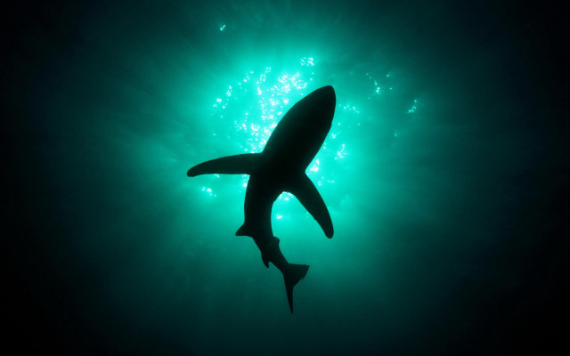 Shark swimming ocean nighttime green free wallpaper - medium preview image