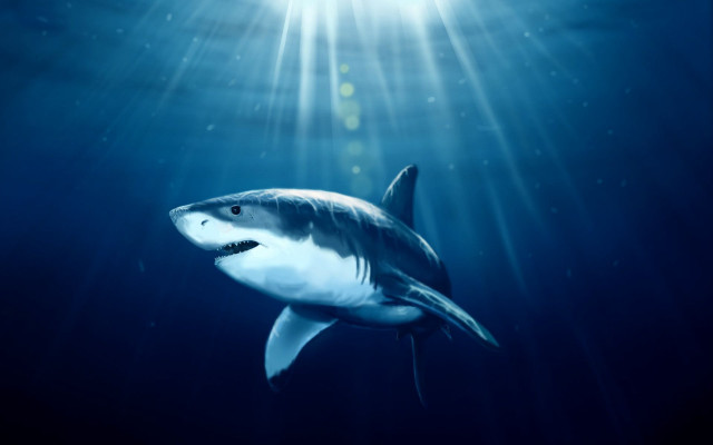 Shark swimming ocean bright light free wallpaper - medium preview image