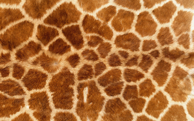 Giraffe pattern brown white colors free wallpaper - medium preview image