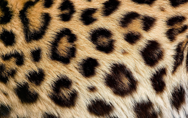 Leopard print closeup fur texture free wallpaper - medium preview image