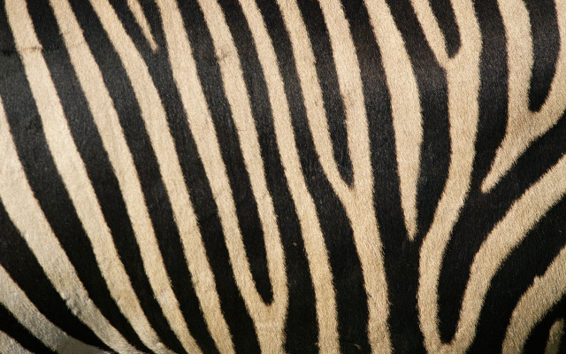 Zebra closeup skin black white free wallpaper - medium preview image