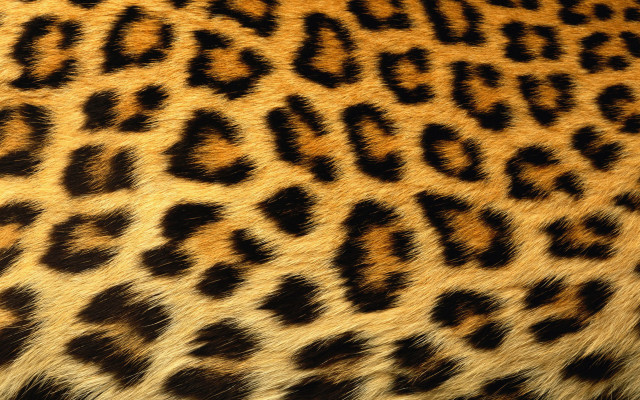 Cheetah print pattern image display free wallpaper - medium preview image