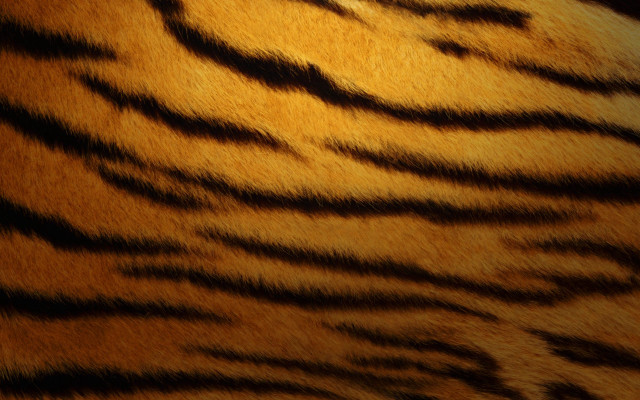 Tiger fur closeup black background free wallpaper - medium preview image