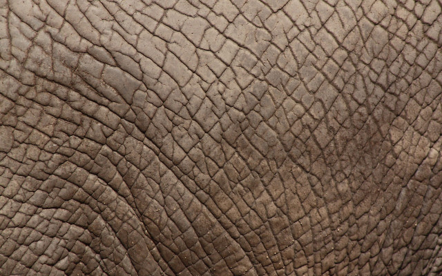 Elephant face trunk lightbrown texture free wallpaper - medium preview image