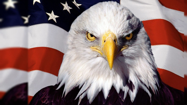 Bald eagle american flag background free wallpaper - medium preview image
