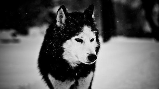 Husky dog walking snow black free wallpaper - medium preview image