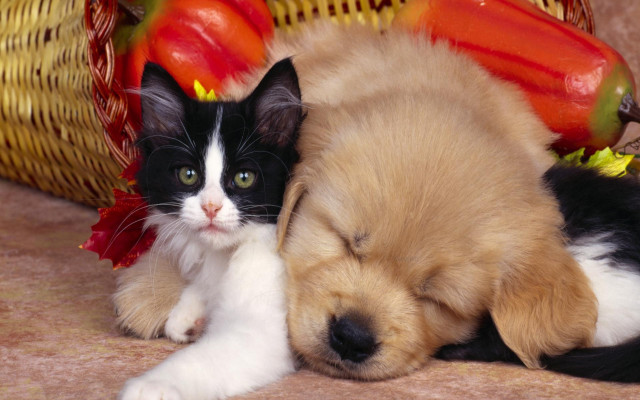 Puppy cat laying floor vegetables free wallpaper - medium preview image