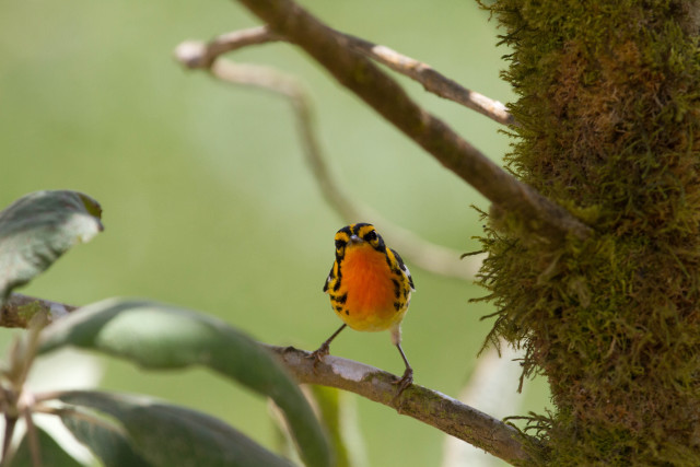 Small bird perched tree branch #5 free wallpaper - medium preview image
