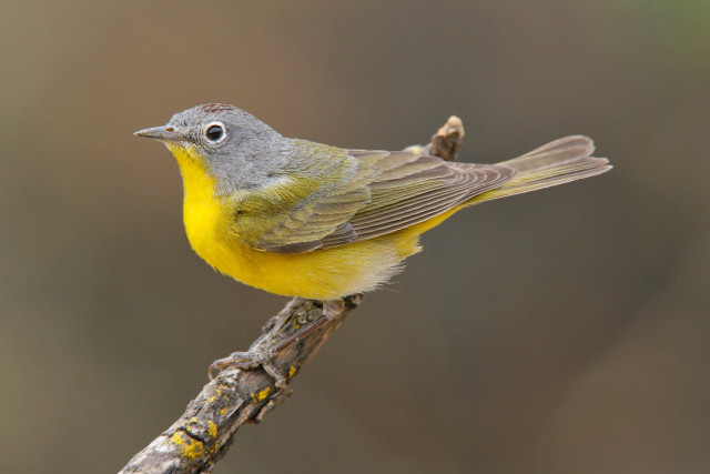 Yellow gray bird branch blurry free wallpaper - medium preview image