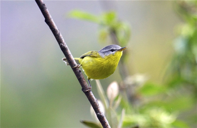 Yellow bird forest illustration bokeh free wallpaper - medium preview image