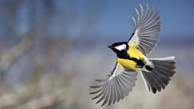Bird flying air wings spread #9 free wallpaper - medium preview image
