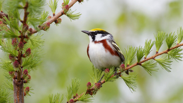 Bird perched pine tree cones #4 free wallpaper - medium preview image