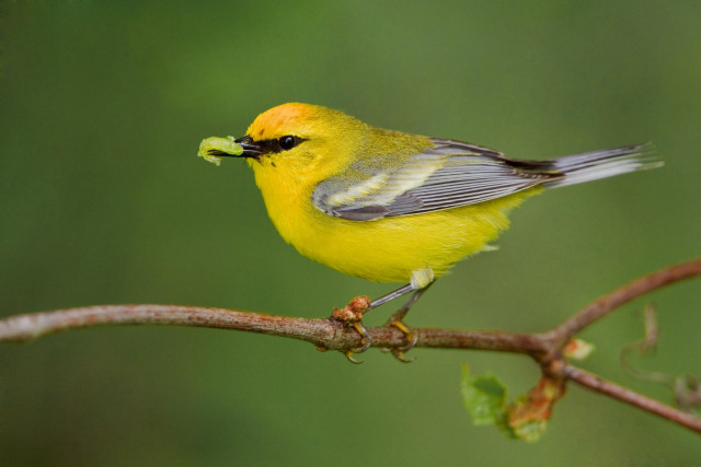 Small yellow bird food branch free wallpaper - medium preview image