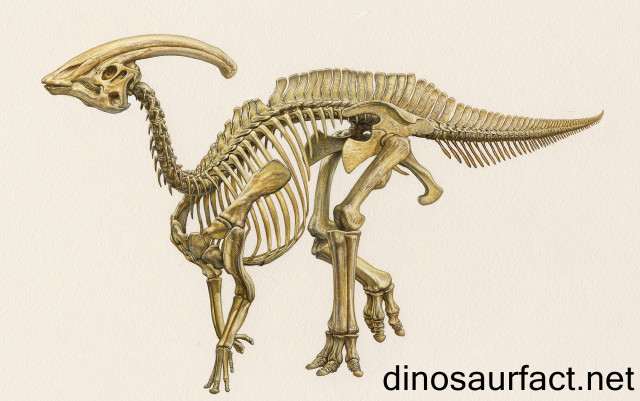 Dinosaur skeleton long neck long free wallpaper - medium preview image