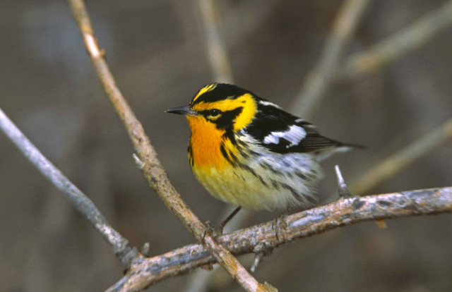 Small yellow black bird branch free wallpaper - medium preview image