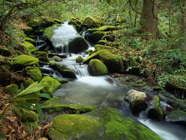 Stream lush forest rocks mossy #2 free wallpaper - medium preview image