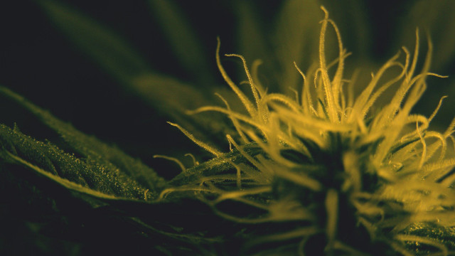 Closeup flower macro sunset sunflower free wallpaper - medium preview image