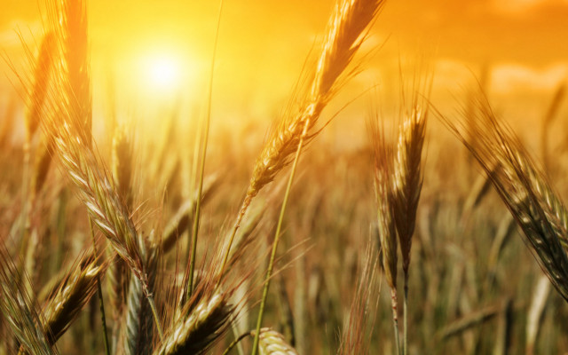 Wheat field sunset blurry grass free wallpaper - medium preview image